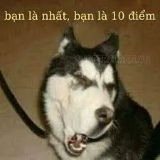 10 điểm meme 35