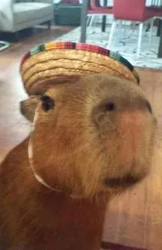 capybara meme 2