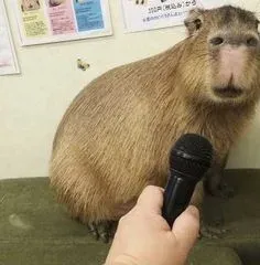 capybara meme 10