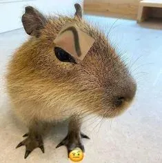 capybara meme 11