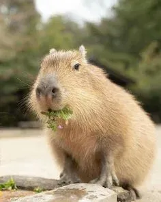 capybara meme 13