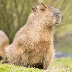 capybara meme 22