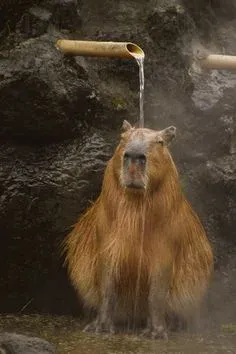 capybara meme 23