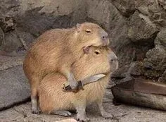 capybara meme 25