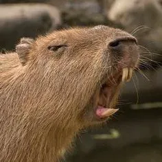 capybara meme 26