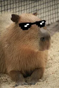 capybara meme 28