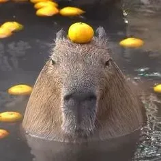 capybara meme 35