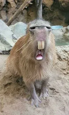 capybara meme 36