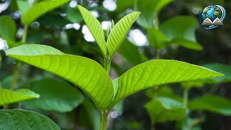 Những tác hại tiềm ẩn của lá ổi đối với sức khỏe cần biết