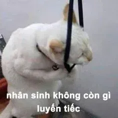 meme bất lực 12