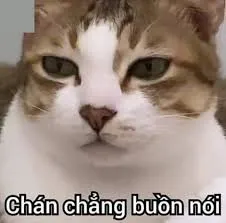 meme bất lực 40