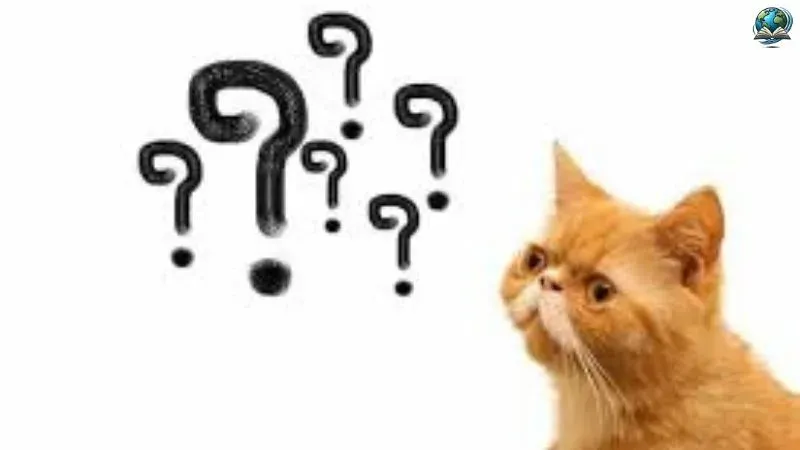 Tổng hợp ảnh meme hỏi chấm hài hước gây bão trên mạng xã hội