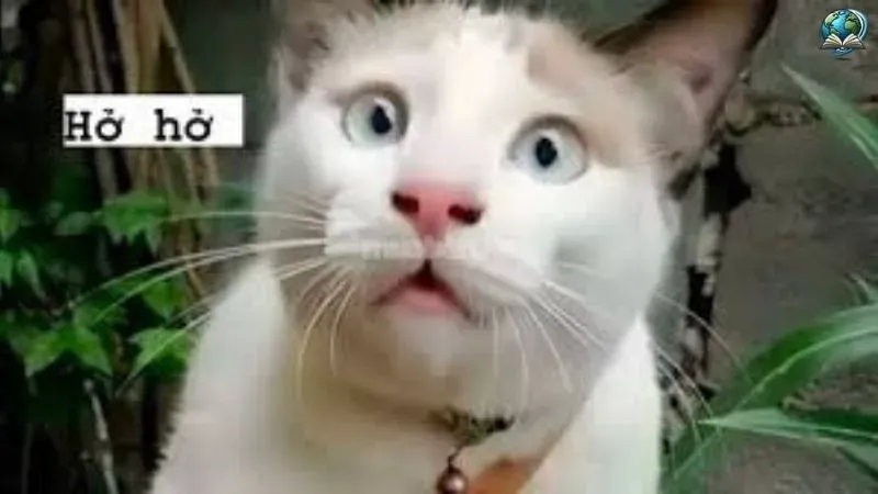 Tổng hợp ảnh meme bất ngờ hài hước khiến bạn cười không ngớt