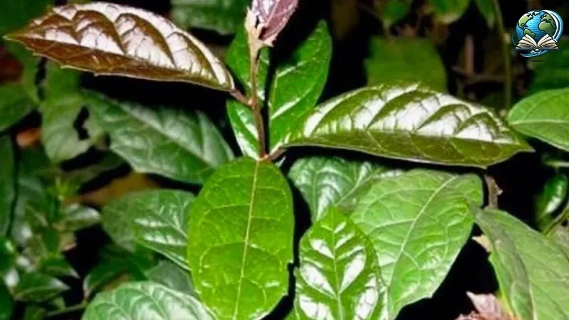 Sự thật về tác hại của cây xạ đen trong y học cổ truyền