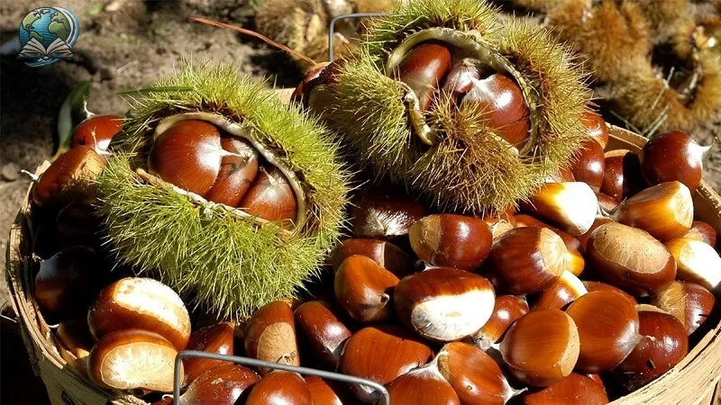 Những tác hại của hạt dẻ mà bạn không nên bỏ qua