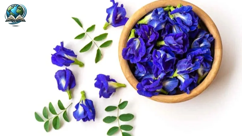 Những tác hại tiềm ẩn của hoa đậu biếc mà bạn cần lưu ý