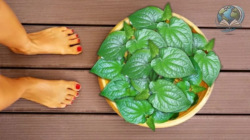 Cảnh báo tác hại khi ngâm chân lá lốt mà ít ai ngờ tới