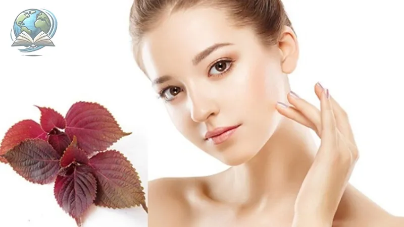 5 cách làm đẹp với lá tía tô mà bạn không nên bỏ qua