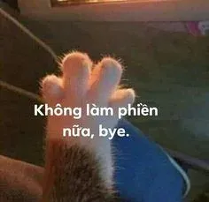 meme cáo từ 11