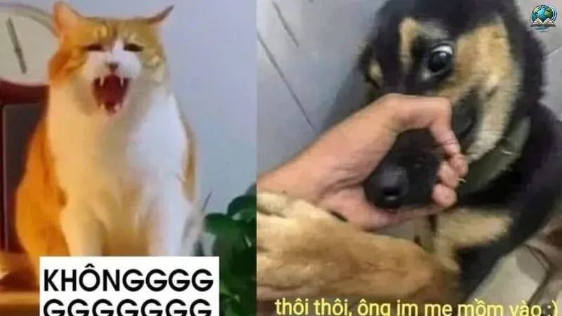 Tổng hợp ảnh meme từ chối hài hước khi bạn không muốn nói có