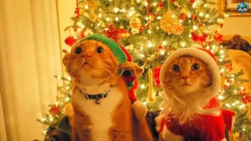 Những hình ảnh mèo noel meme hài hước độc đáo khiến bạn cười ngả nghiêng