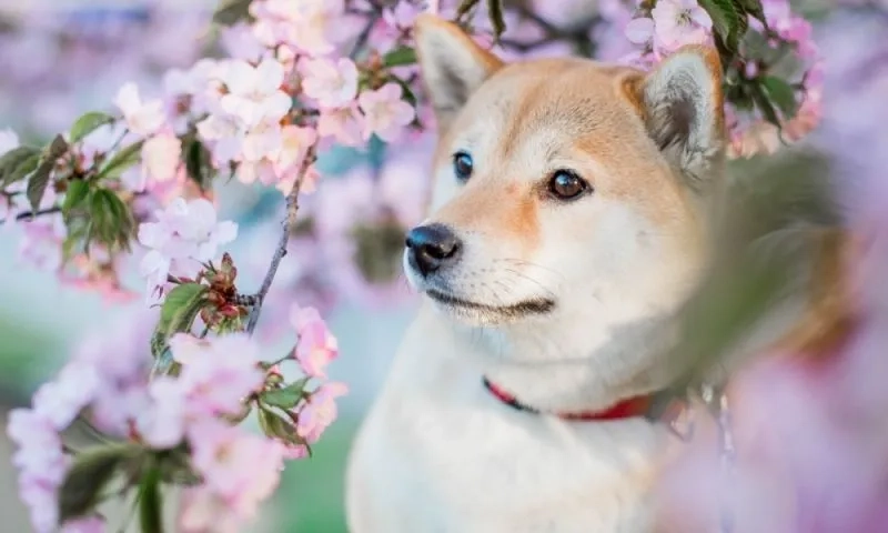 Avatar chó shiba ngầu mang lại vẻ cá tính và độc đáo riêng biệt