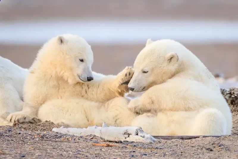 Hình nền cute gấu trắng tạo điểm nhấn nổi bật cho thiết bị của bạn