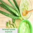 Cách làm đẹp da bằng nha đam đơn giản hiệu quả tại nhà