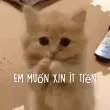 Những meme xin tiền vui nhộn đang gây sốt cộng đồng mạng