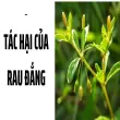 Tác hại của rau đắng khi bạn ăn thường xuyên mỗi ngày
