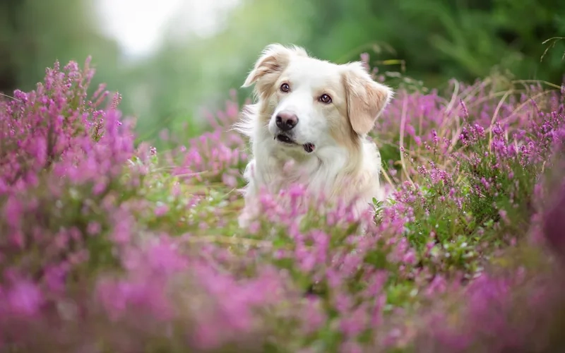 Hình nền chú chó cute siêu đáng yêu, tô điểm màn hình