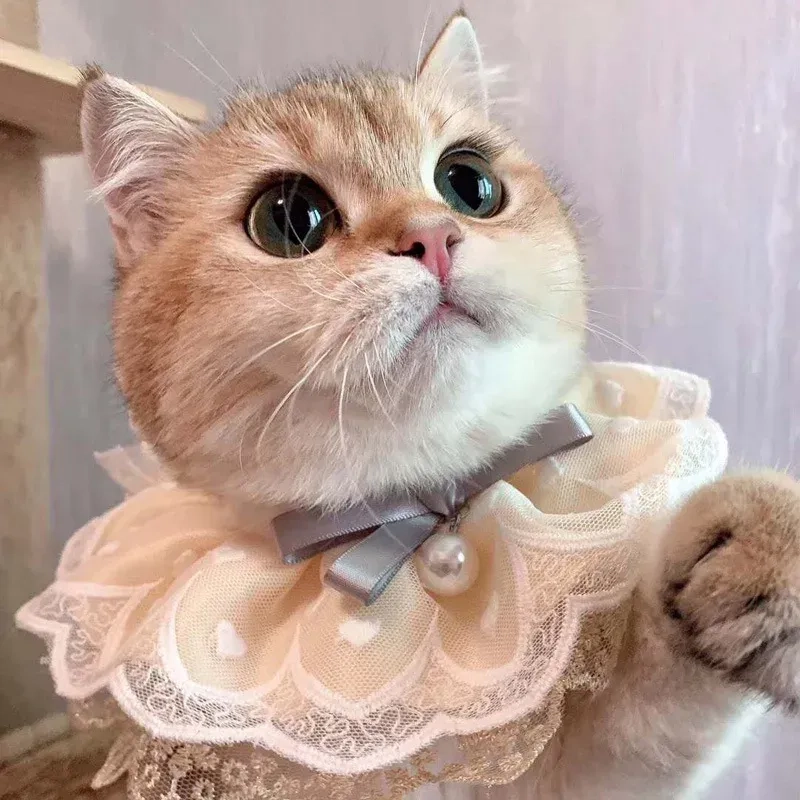 Meme mèo.cute này xứng đáng đạt triệu like