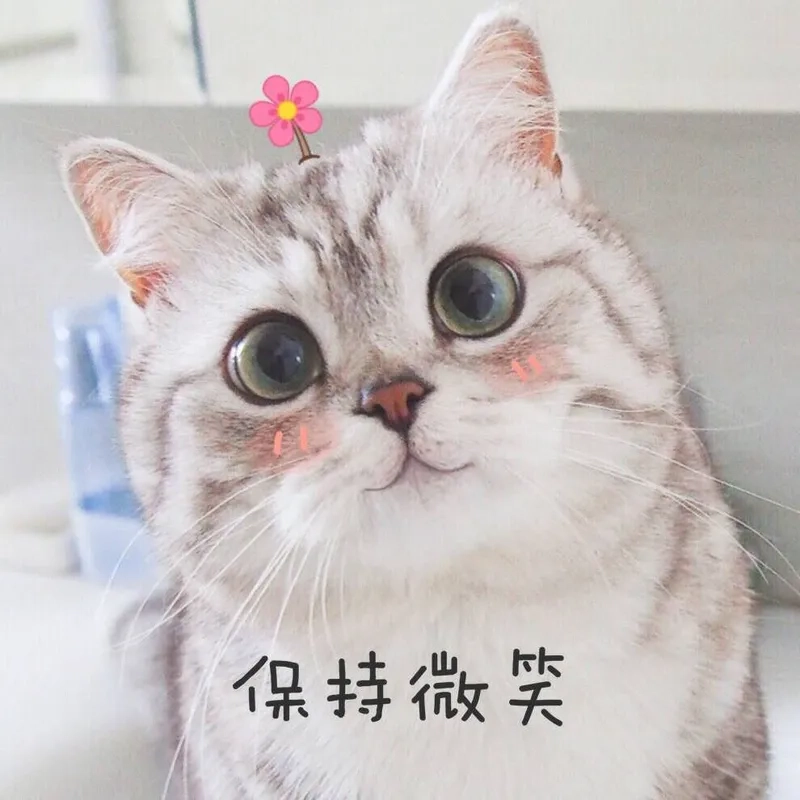 Cute mèo, chỉ hai từ nhưng đủ diễn tả độ dễ thương