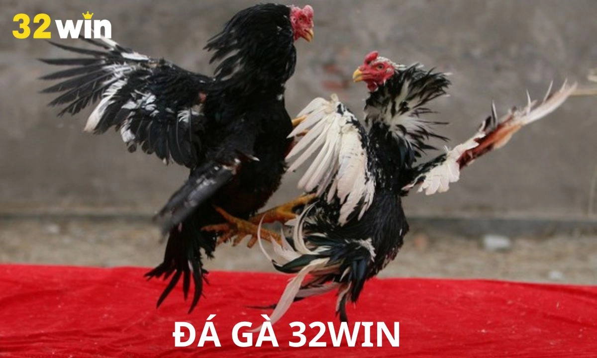 Mẹo chơi đá gà 32Win từ cao thủ, đừng cược theo cảm tính!