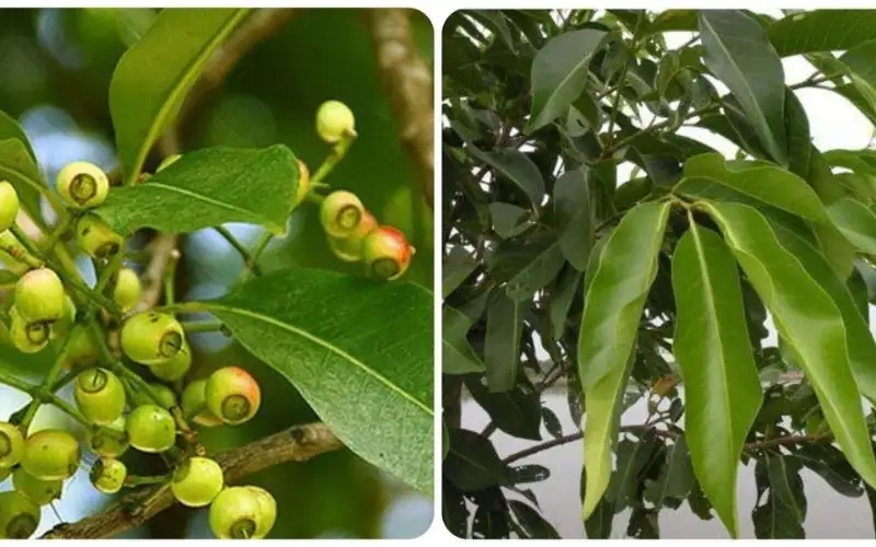 Tác động tiêu cực của lá vối đến hệ tiêu hóa