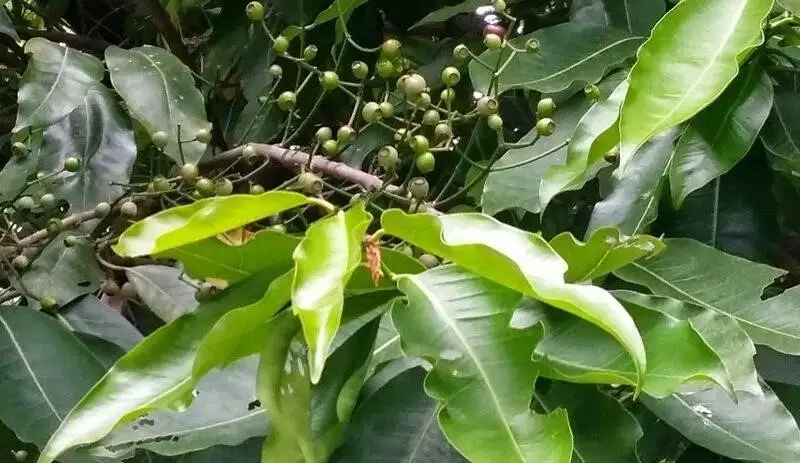 Ảnh hưởng của lá vối đến thận và gan