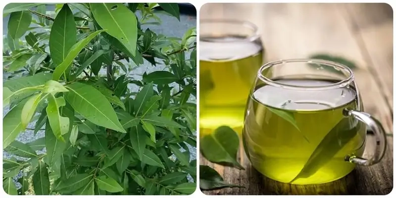 Kinh nghiệm sử dụng lá vối an toàn