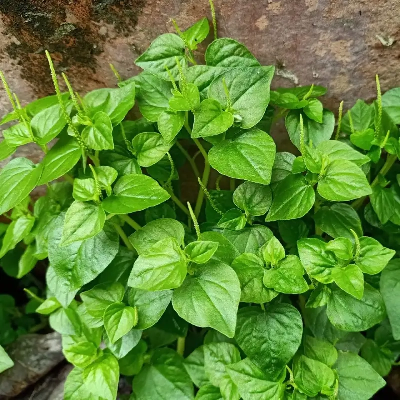 Những tác hại rau càng cua cần lưu ý