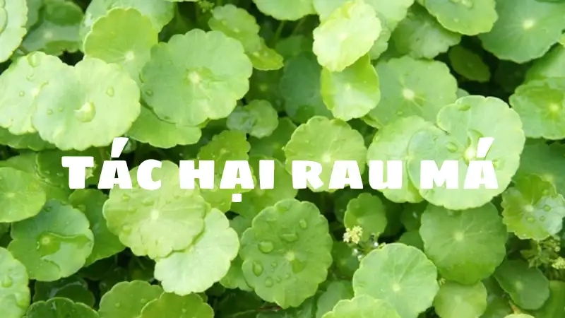 Rau má gây rối loạn tiêu hóa và bài tiết