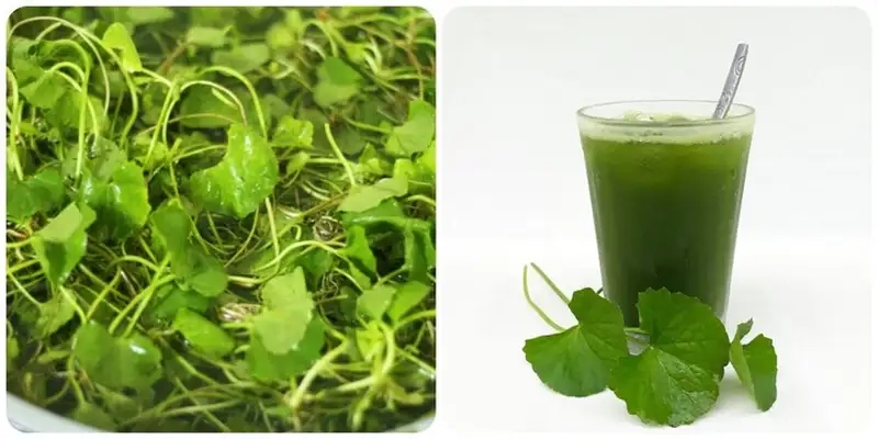 Kinh nghiệm sử dụng rau má an toàn