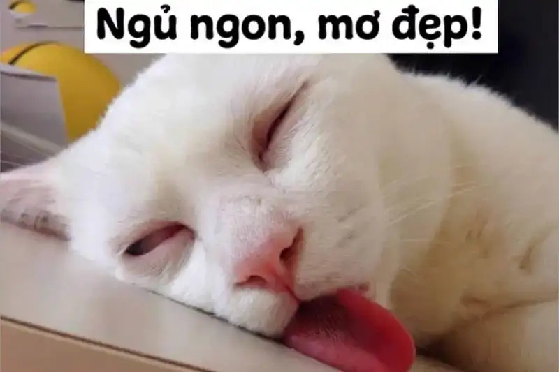 Meme chúc ngủ ngon bựa tạo niềm vui trước khi ngủ