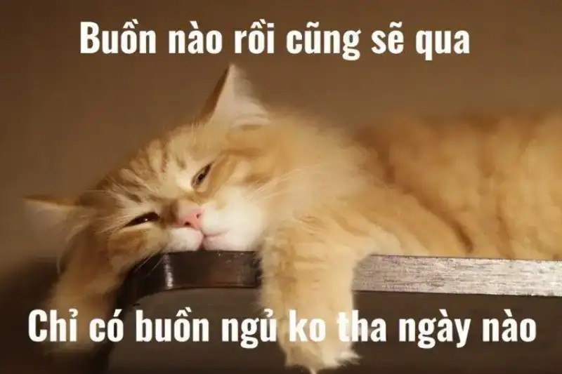 Thưởng thức meme chúc ngủ ngon dễ thương mỗi tối