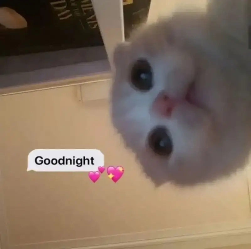 Tận hưởng ảnh ngủ meme giúp đêm thêm thoải mái