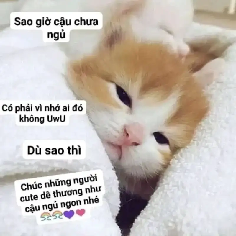 Cùng nhau xem meme chúc ngủ ngon trước khi ngủ