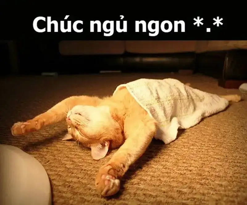 Meme chúc ngủ ngon bựa giúp bạn cười trước khi ngủ