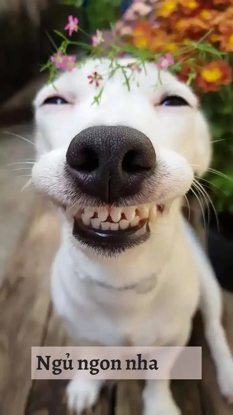 Thư giãn với meme chúc ngủ ngon cute dễ thương