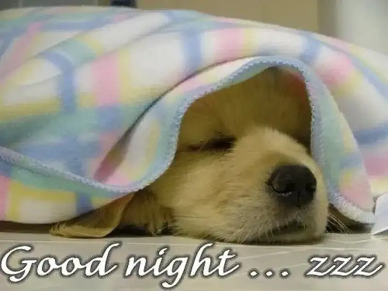 Ngắm meme chúc ngủ ngon cute để tinh thần thoải mái