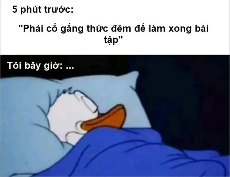 Xem ảnh meme mèo chúc ngủ ngon để thêm dễ thương