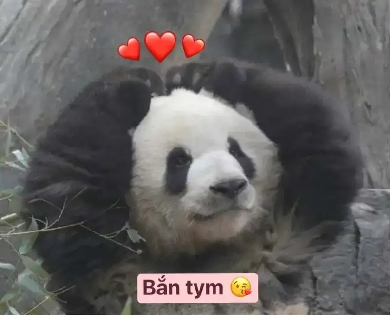 Xao xuyến với bắn tim meme trúng tim