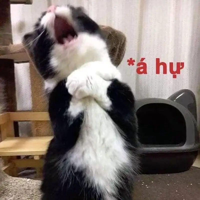 Ngọt ngào dễ thương với bắn tim meme trúng tim